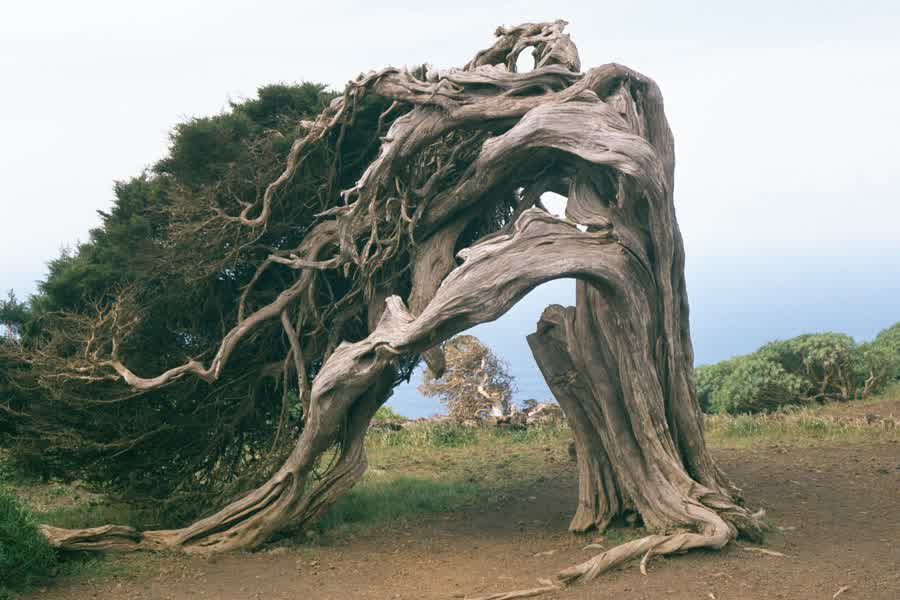 A wind-sculpted juniper at El Sabinar, El Hierro, bent nearly horizontal by centuries of trade winds