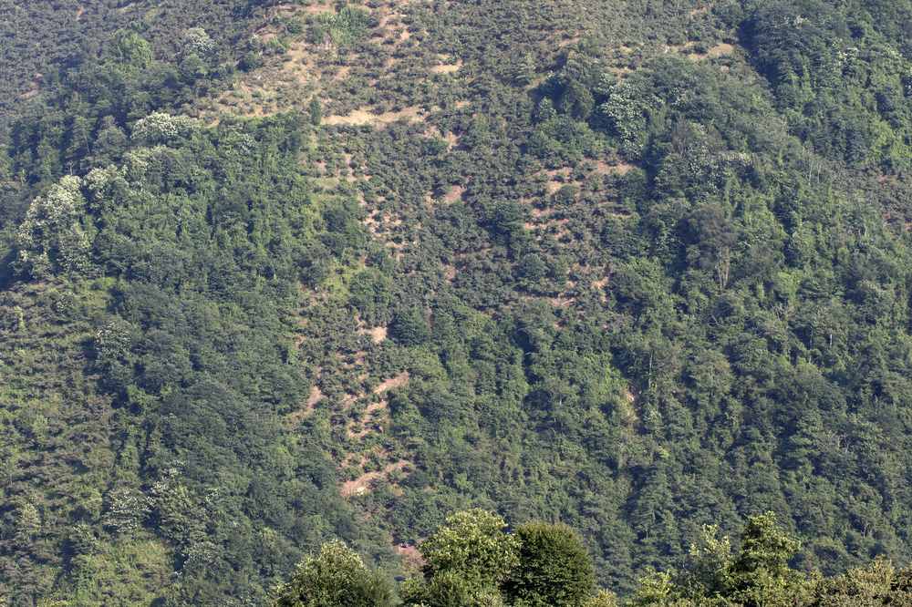 A hazelnut orchard on a mountainside in Espiye, Giresun Province