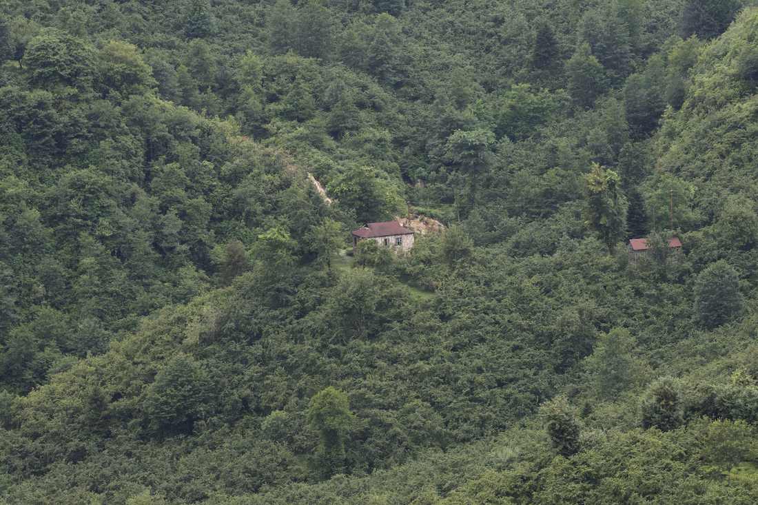 A Pontic-style rural house standing in a hazelnut orchard, Espiye, Giresun
