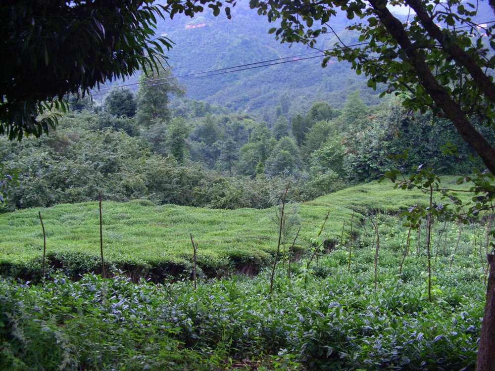 A tea field on a slope in Espiye, Giresun Province, Turkey