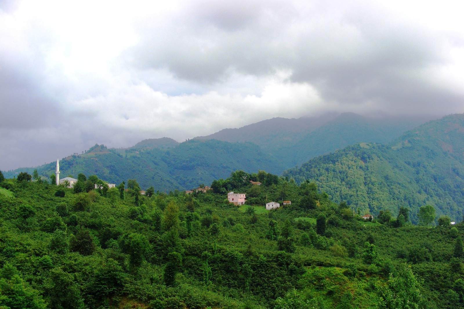 A hillside village among hazelnut orchards in Espiye, Giresun Province. Kuşköy sits in the same provincial fold, in Çanakçı, further east.