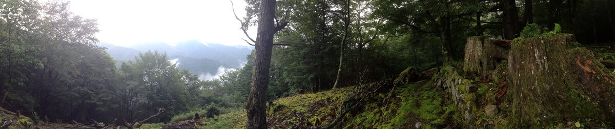 Forest path on the Kohechi route of the Kumano Kodo, cedar trees lining the ancient trail.
